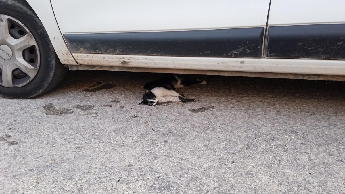 Un gato de la colonia de Massamagrell muerto debajo de un coche