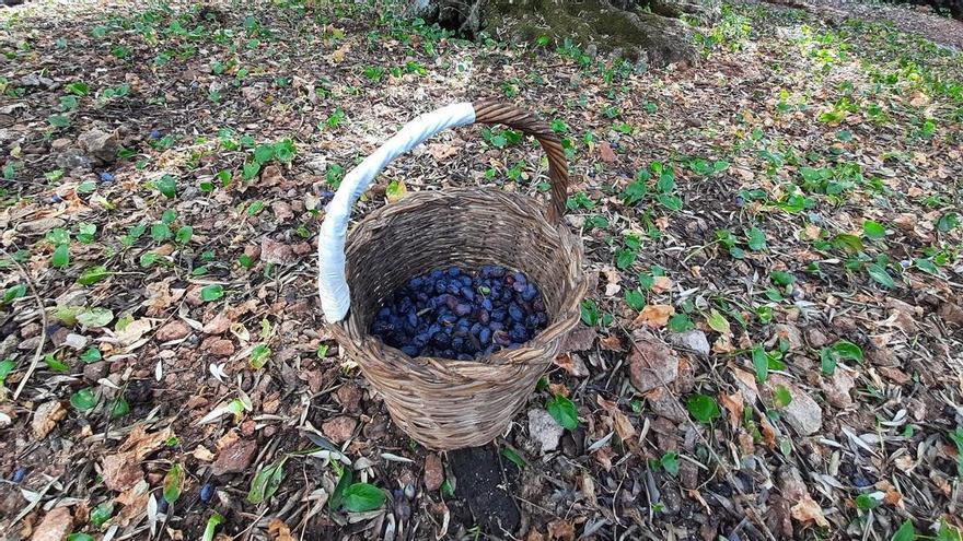 Sequía en Mallorca: Así ha afectado la falta de lluvias a la campaña de aceituna