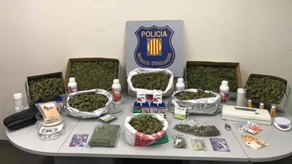 Tres detenidos por una plantación de marihuana en Corbera de Llobregat que daba 300.000 euros al año