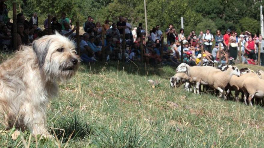 Una quinzena de pastors participaran al concurs de Castellar de n&#039;Hug