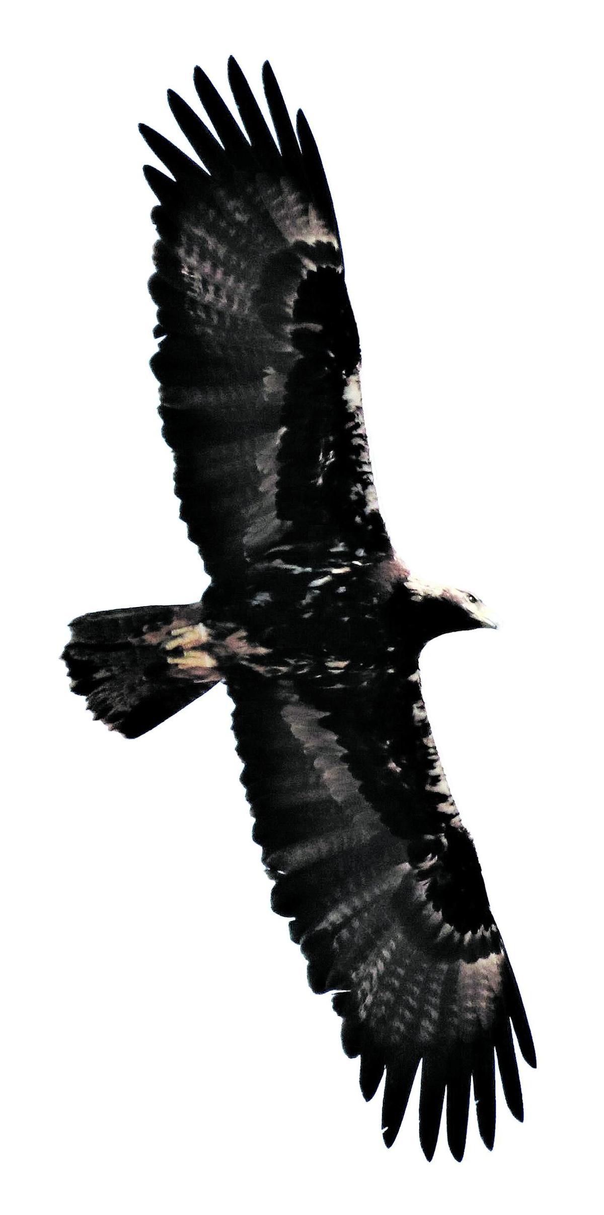 Imatge de l’àguila imperial.