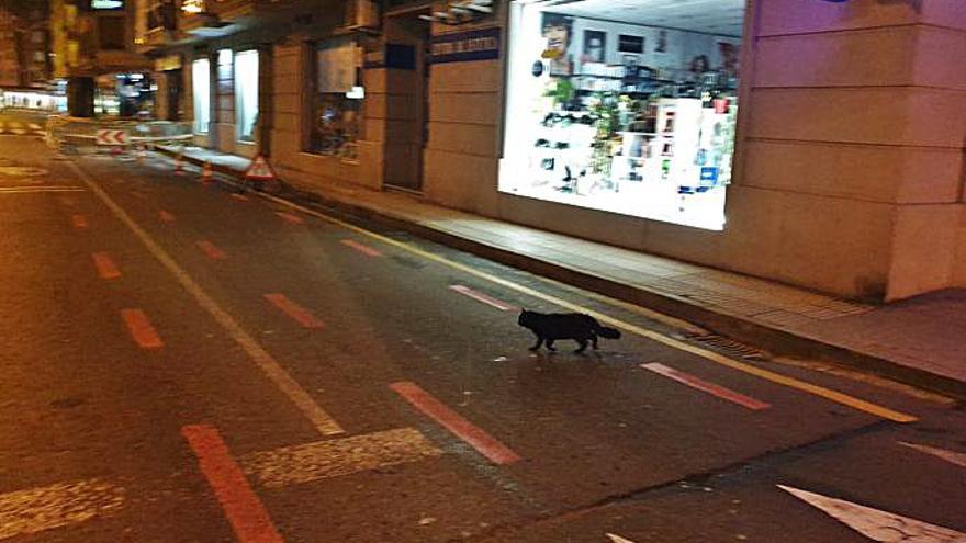 Un gato cruza sin riesgo el centro urbano.  |  // FARO