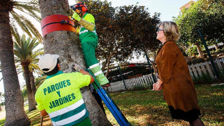 Parques y Jardines pone 3.000 anillos a las palmeras contra los roedores