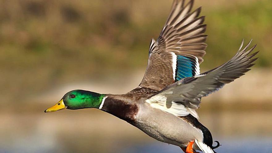 Avifauna en imágenes