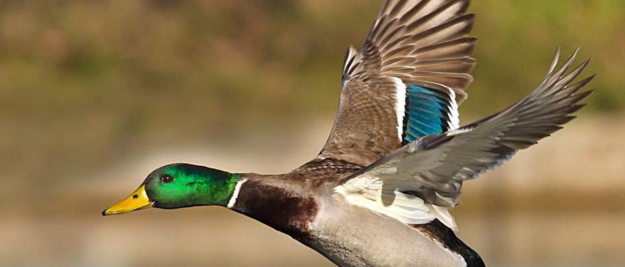 Avifauna en imágenes