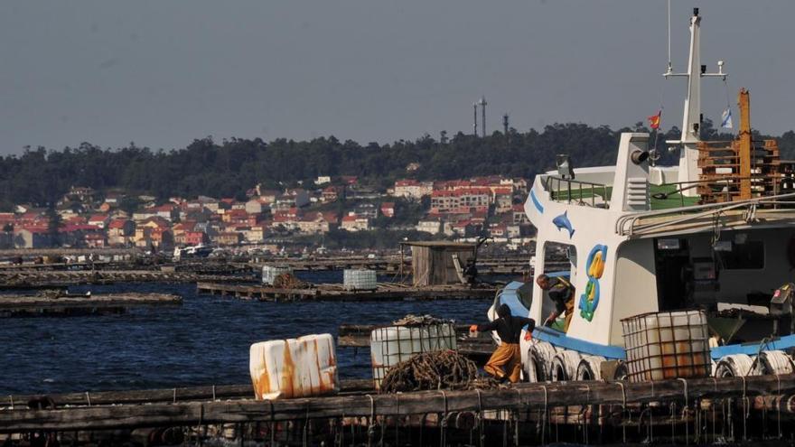 Bateas fondeadas en la ría de Arousa.