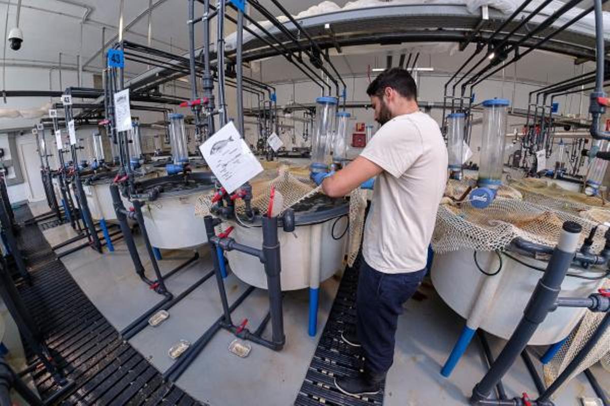 ECOAQUA lleva a Vigo sus últimos avances en acuicultura sostenible, nutrición y bienestar animal ECOAQUA lleva a Vigo sus últimos avances en acuicultura sostenible, nutrición y bienestar animal