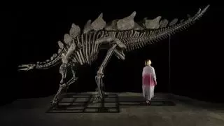 El dinosaurio más caro de la historia: un fósil de 'Stegosaurus', subastado por 44,6 millones de dólares