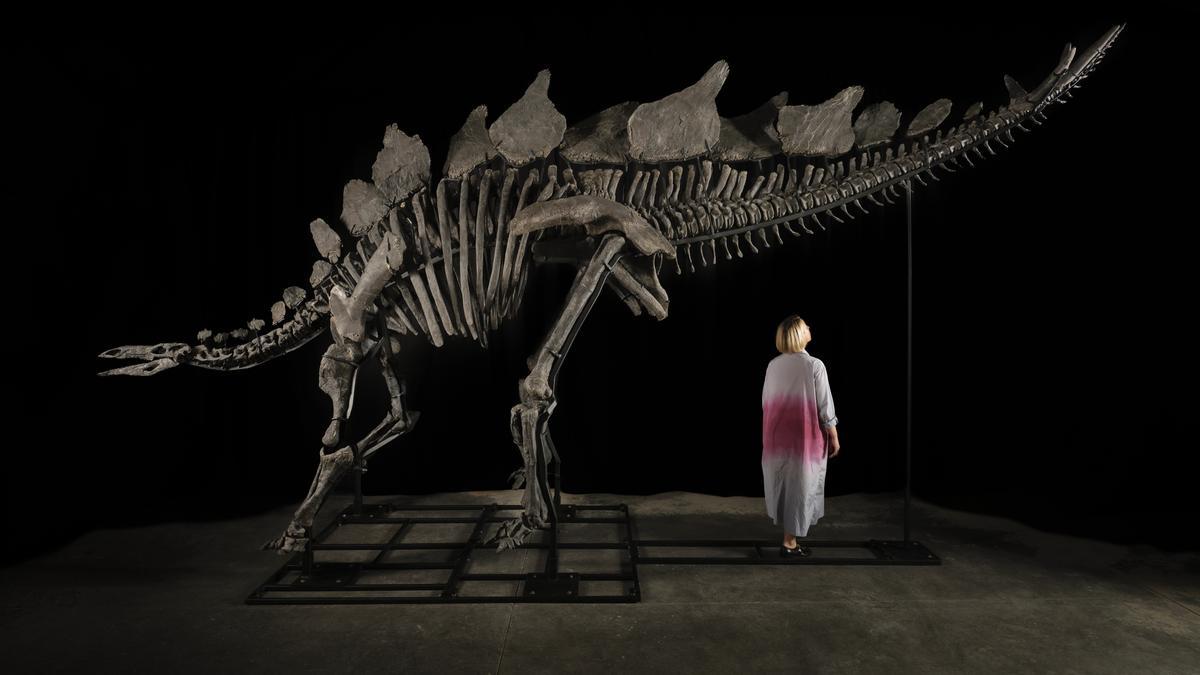 Imagen del esqueleto del dinosaurio apodado 'Apex'.