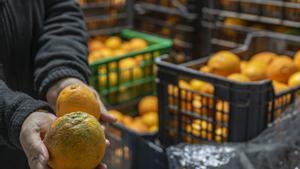 "No al malbaratament d’aliments"