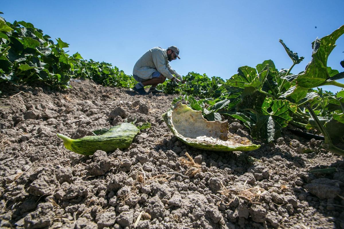 Destrozos en una explotación de melones en el Camp d’Elx.