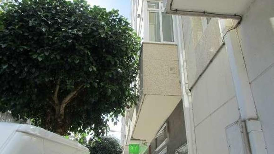 Un árbol cuya proximidad a una fachada denuncia el PSOE. // FdV