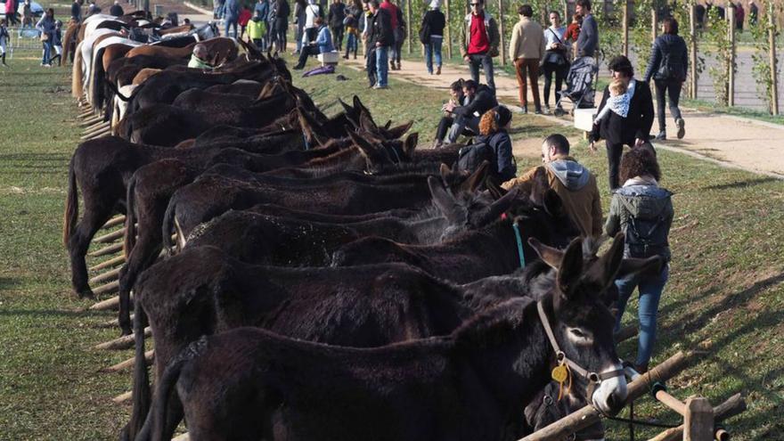 Banyoles es prepara per a acollir races autòctones a la Fira de Sant Martirià