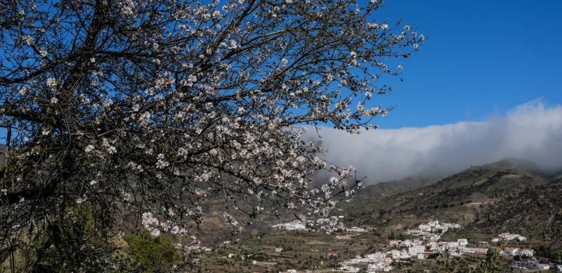 Almendros en flor