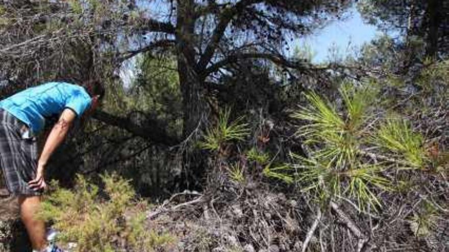 Un tercio de los montes de la Comunidad es de propiedad &quot;desconocida o dudosa&quot;