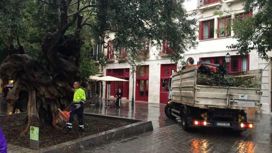 Los técnicos del Ayuntamiento someten al olivo de la plaza de Cort a inspecciones frecuentes.