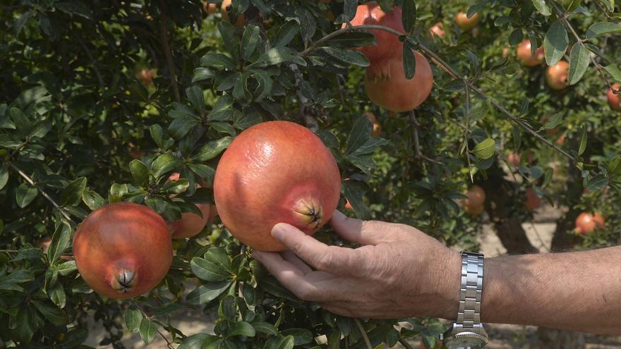 Una cooperativa agrícola de Albatera despide a 120 trabajadores