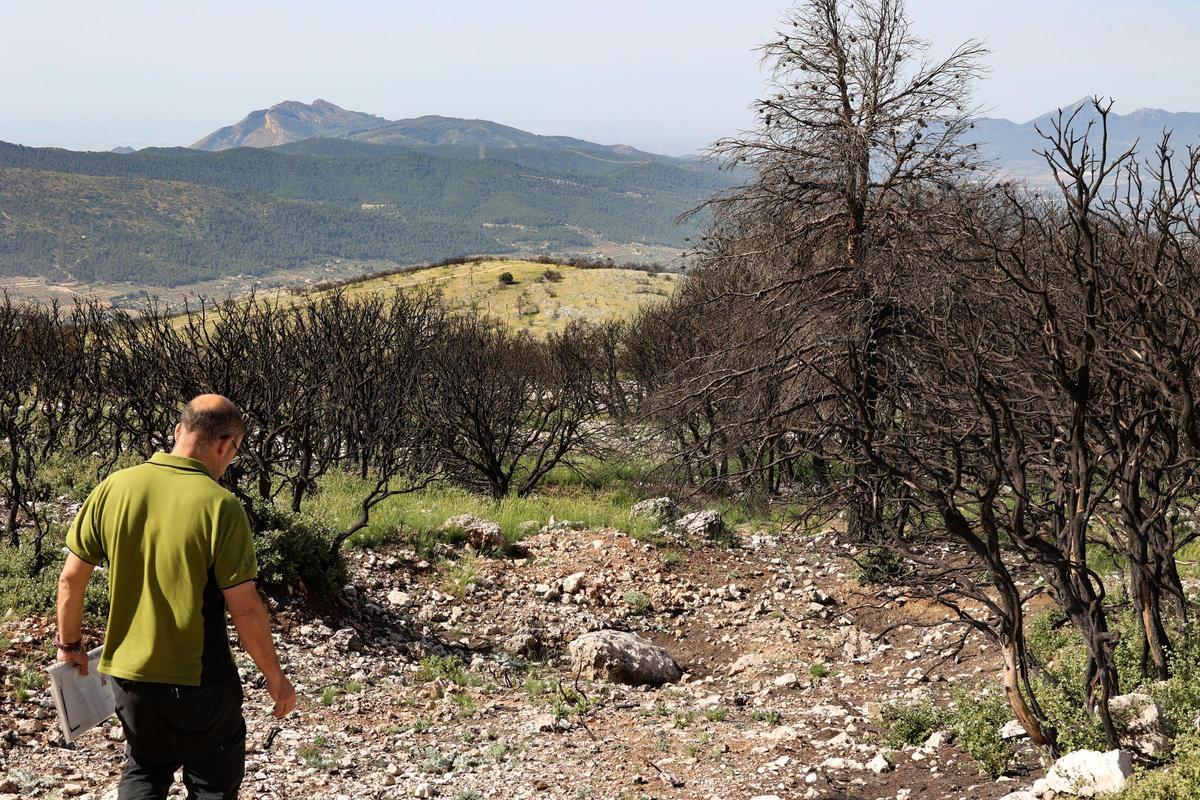 Pese a el rebrote de las carracas, el paisaje sigue siendo dantesco