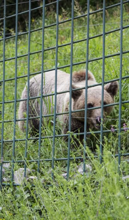 "Paca" y "Tola", las osas inseparables