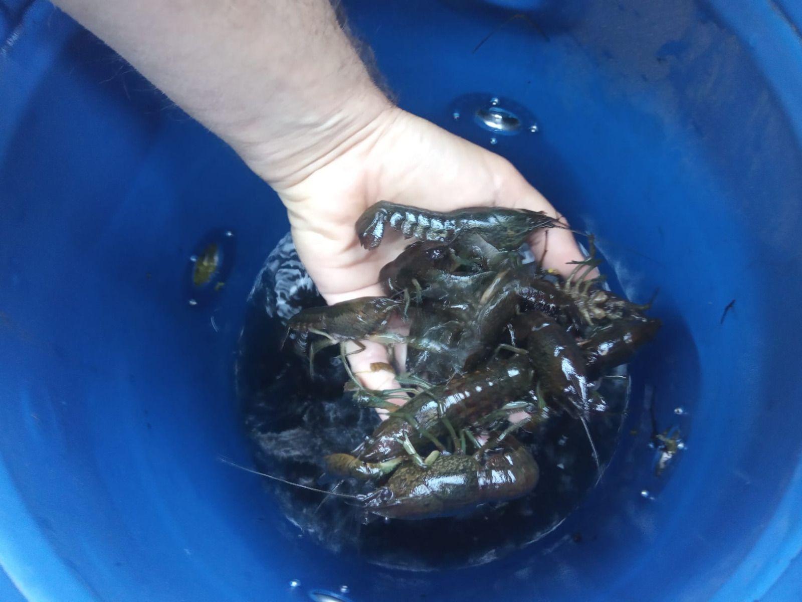 Comienzan los trabajos contra los cangrejos del río que aparecieron en el parque García Sanabria