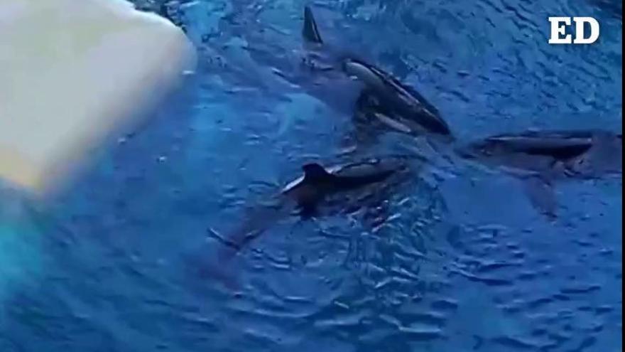 Las orcas también hacen las paces