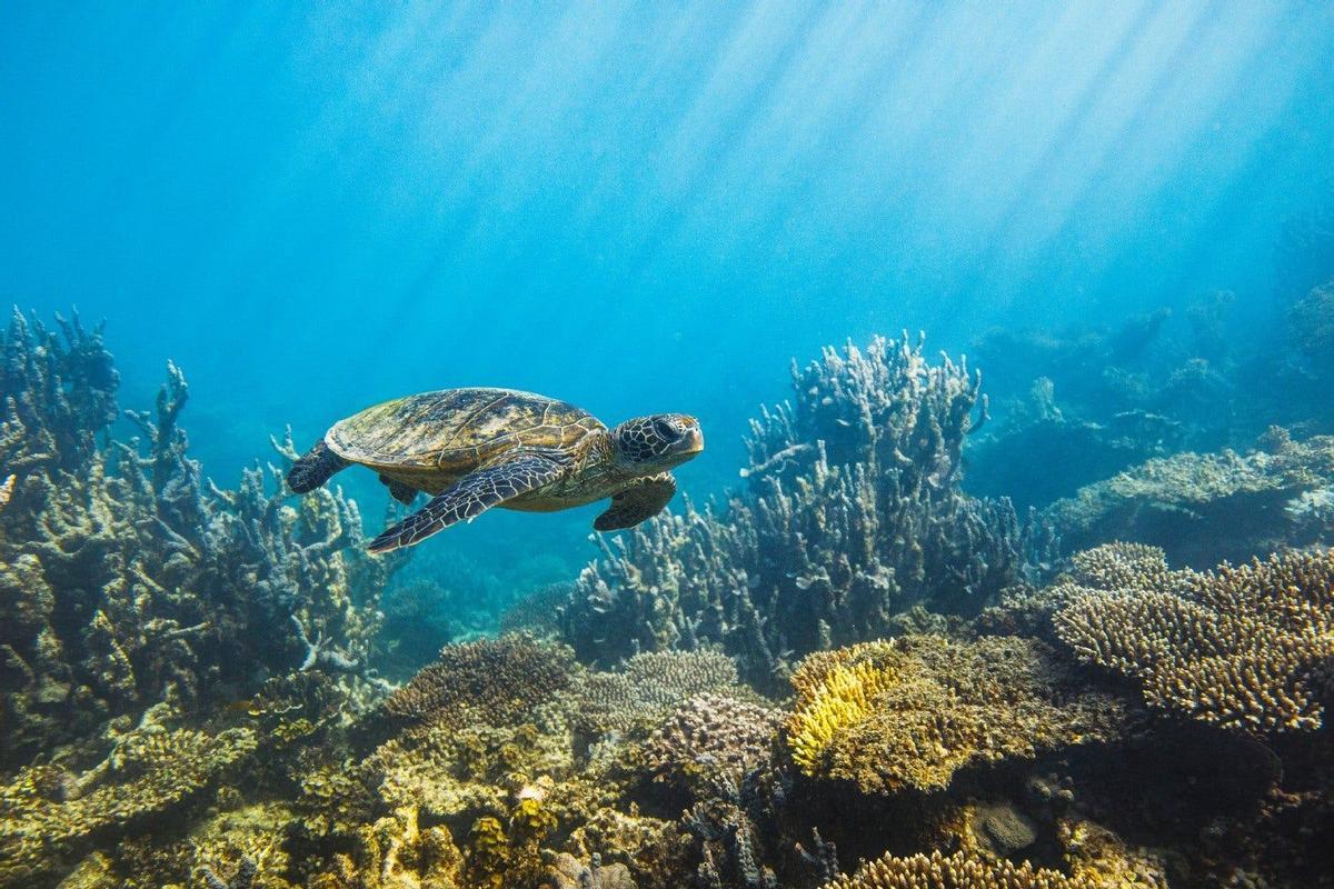 Gran Barrera de Coral, Australia