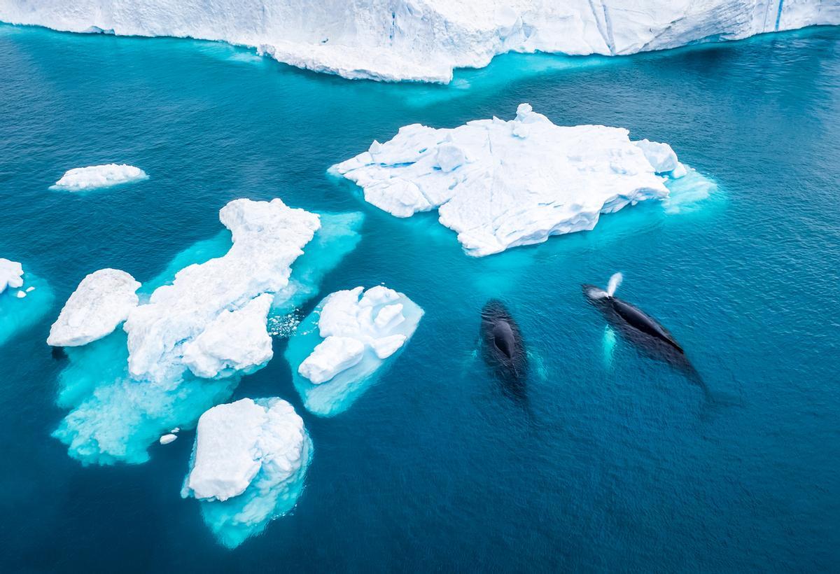 Vista aérea de dos ballenas jorobadas en Groenlandia