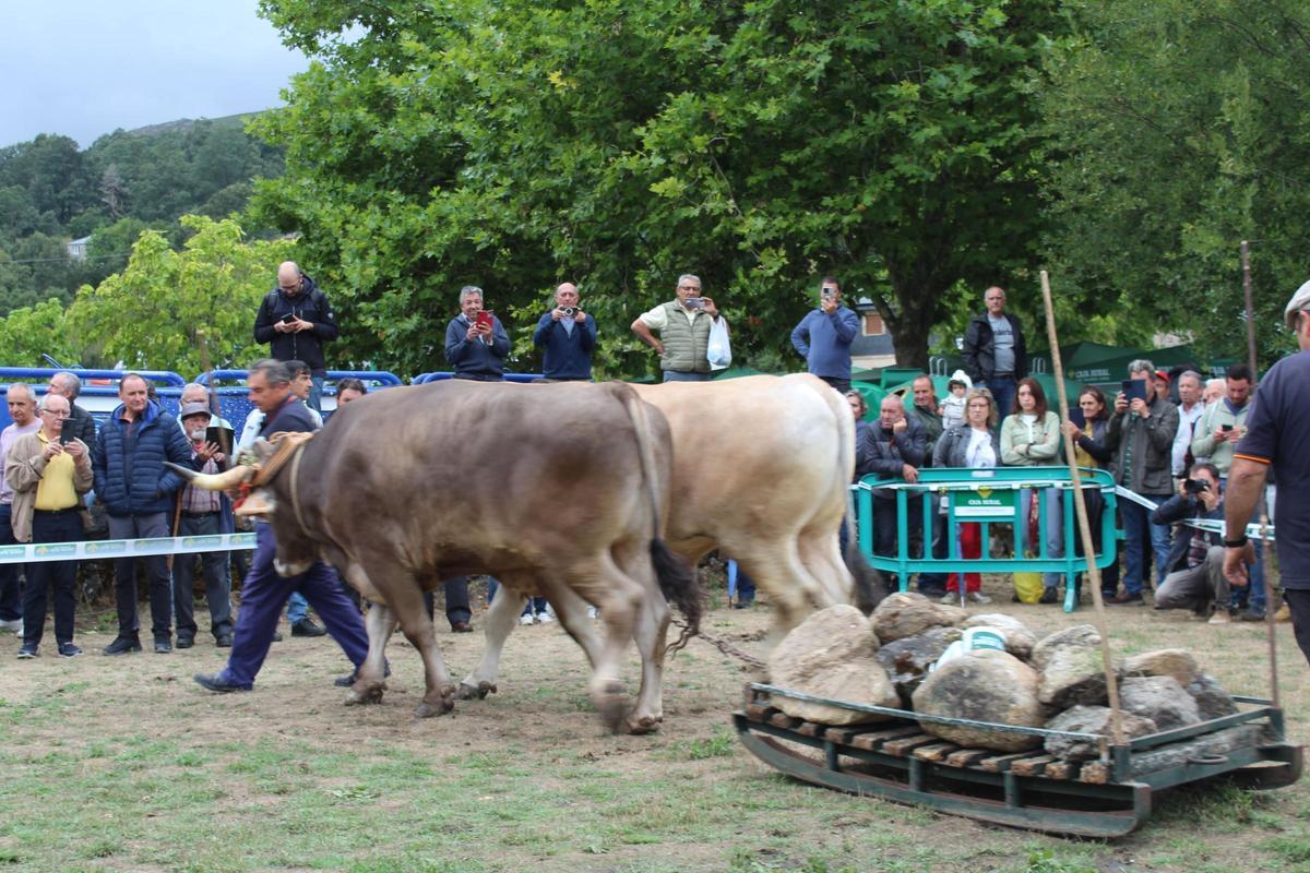 Exhibición de arrastre