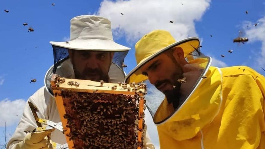Miel Guineo, los jóvenes apicultores que reforestan Gran Canaria