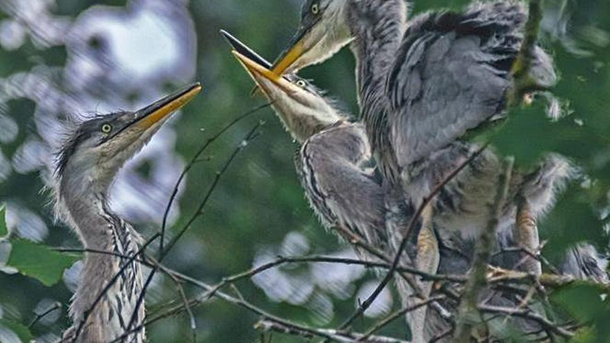 Ángel Lago | VARIAS IMÁGENES DE LAS CRÍAS Y  DE GARZAS REALES ADULTAS EN EL NIDO DEL PARQUE DE FERRERA.