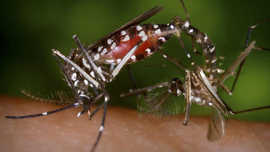 Mosquito que contagia el virus Zika // REUTERS