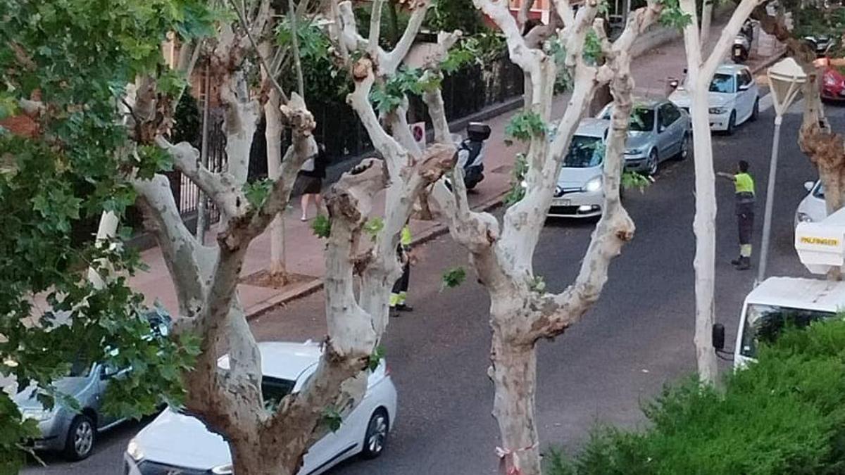 Poda de árboles en Córdoba.
