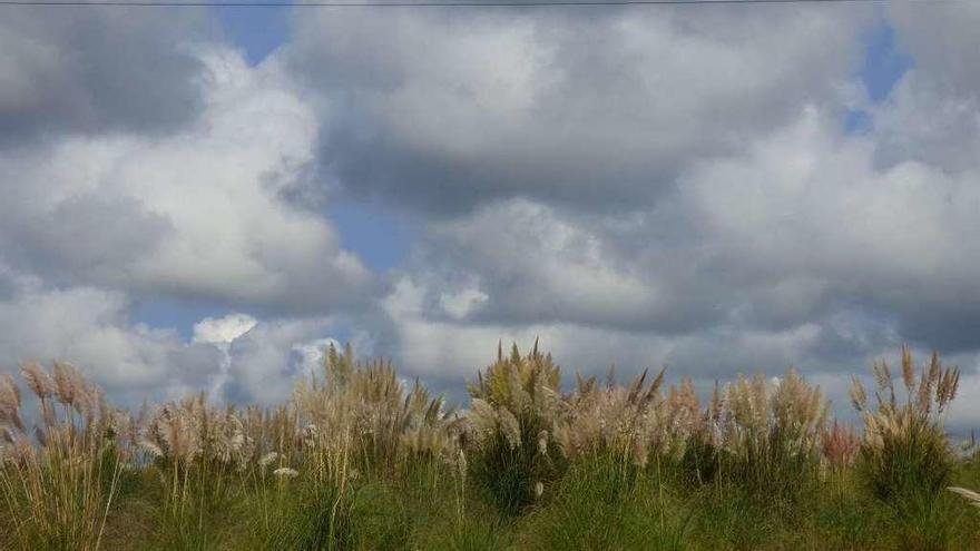 Plumeros o hierbas de la Pampa en el frustrado polígono de Bobes.