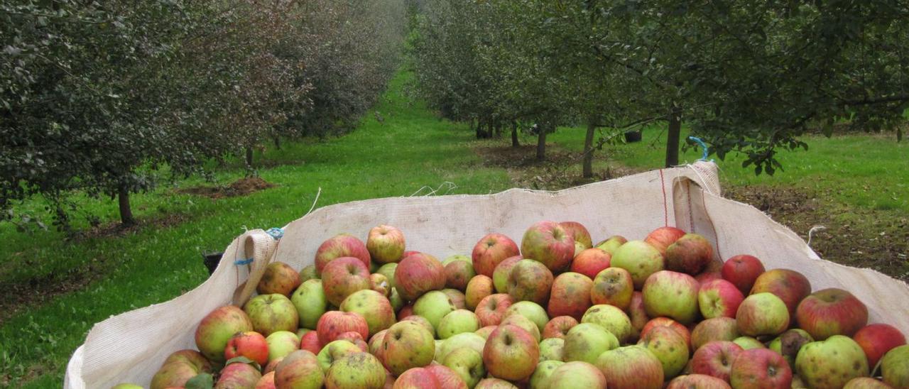 Una pumarada de manzanas acogidas a la denominación.