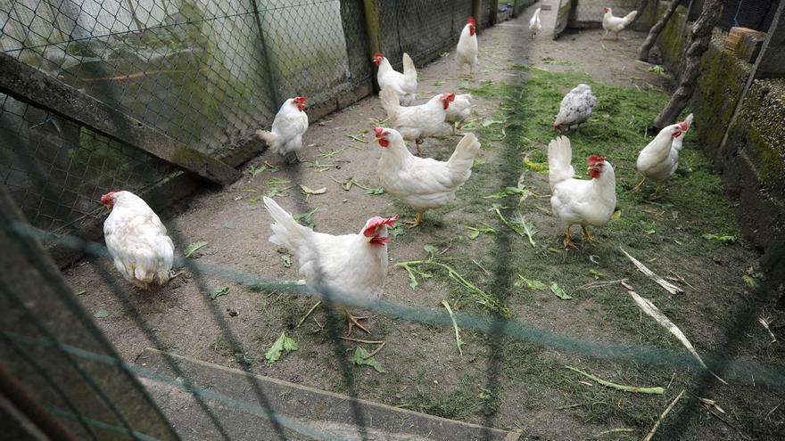 El Bloque apunta que la moción por los gallineros “llega tarde”