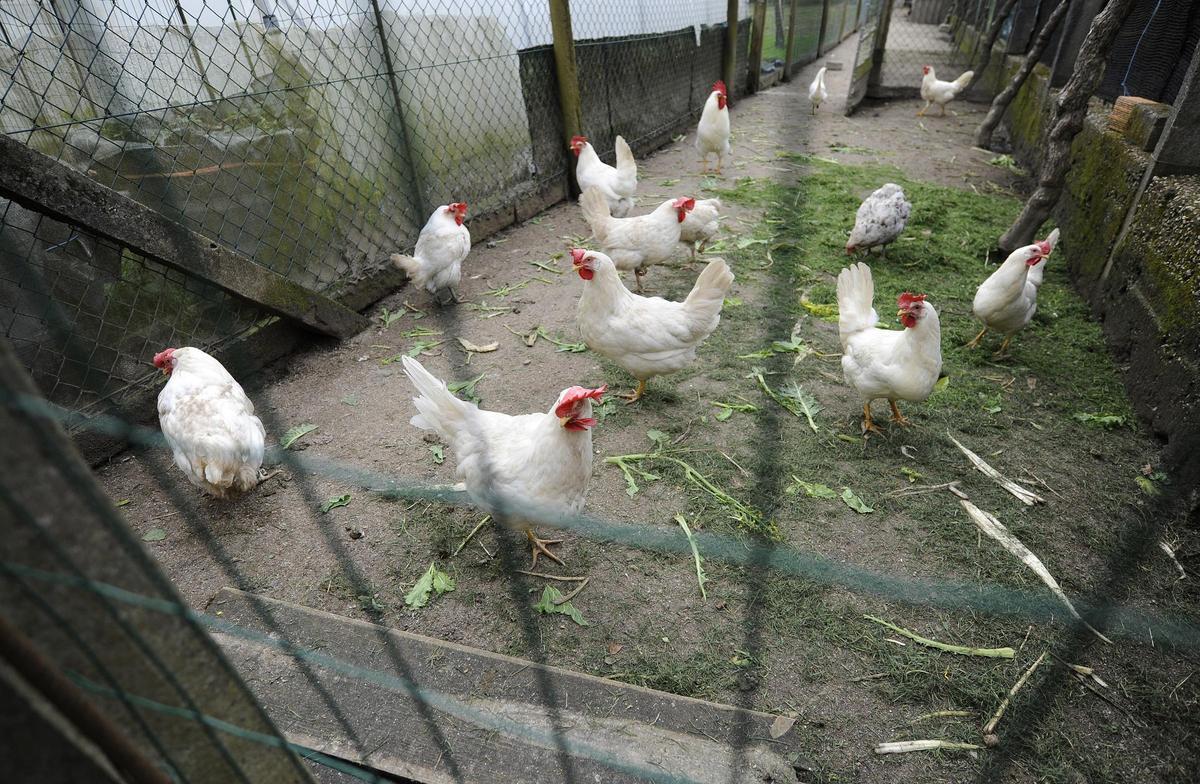 Gallinas de una vivienda de Orazo.