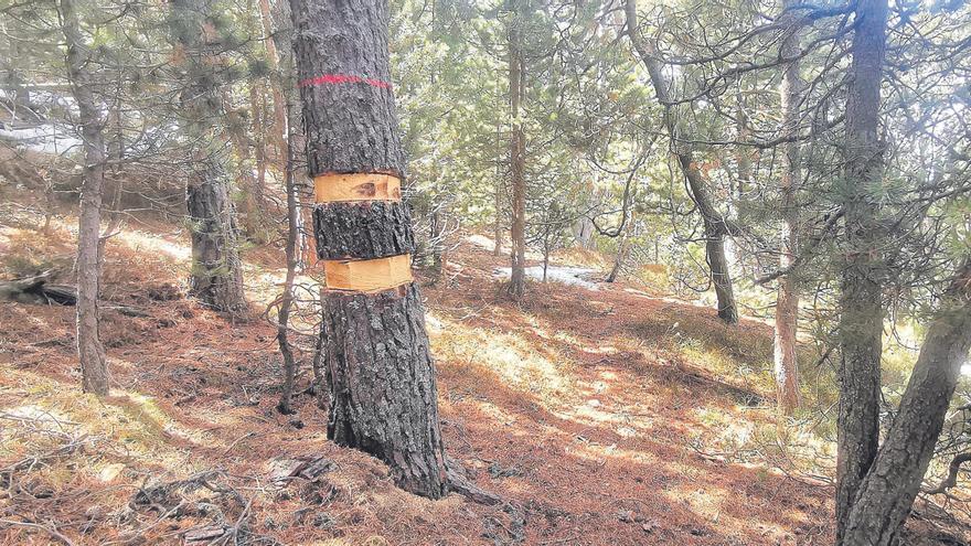 Matar arbres per salvar els boscos centenaris