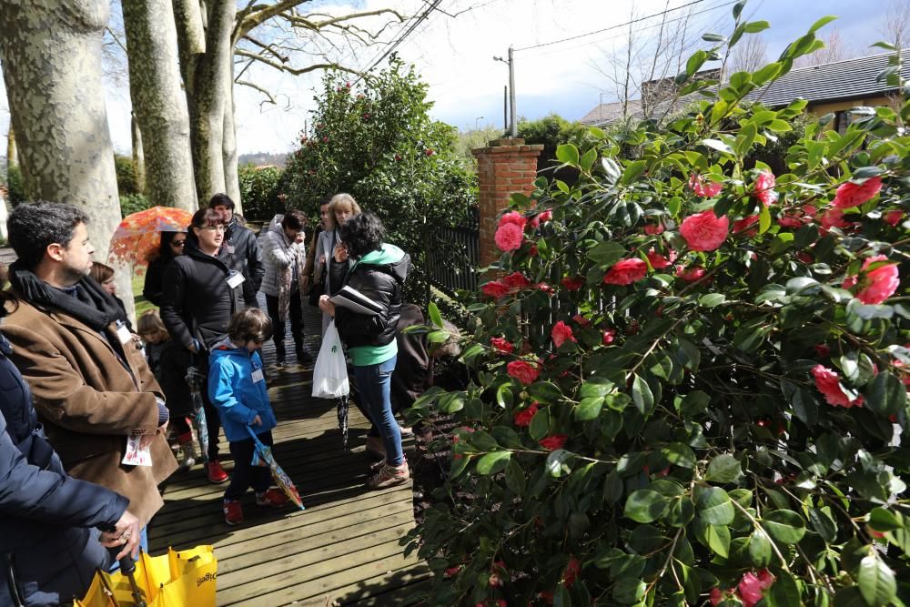 Camelias en el Botánico