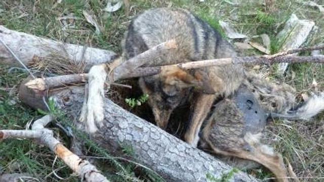 Lobo en una trampa en la Serra do Barbanza