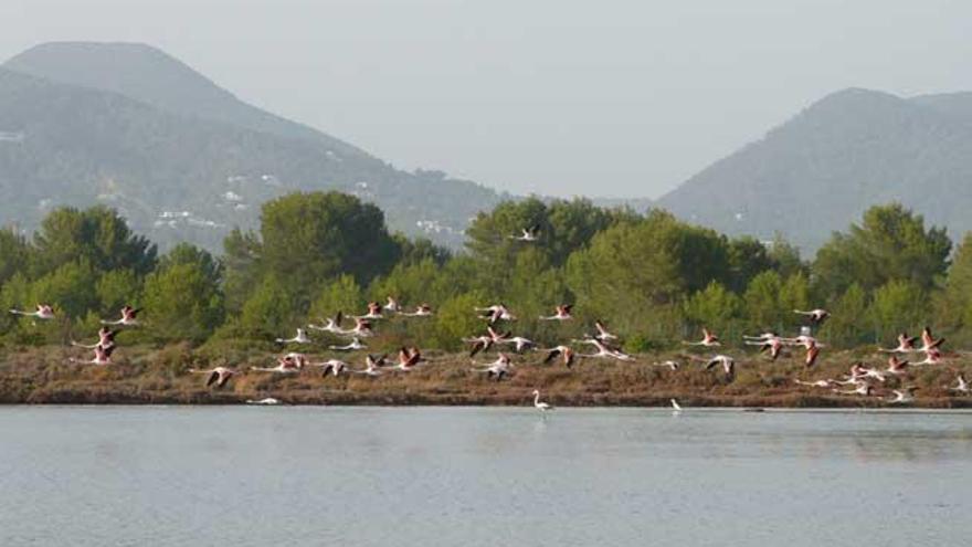 Flamencos sobrevuelan el Parque Natural de ses Salines en Ibiza.