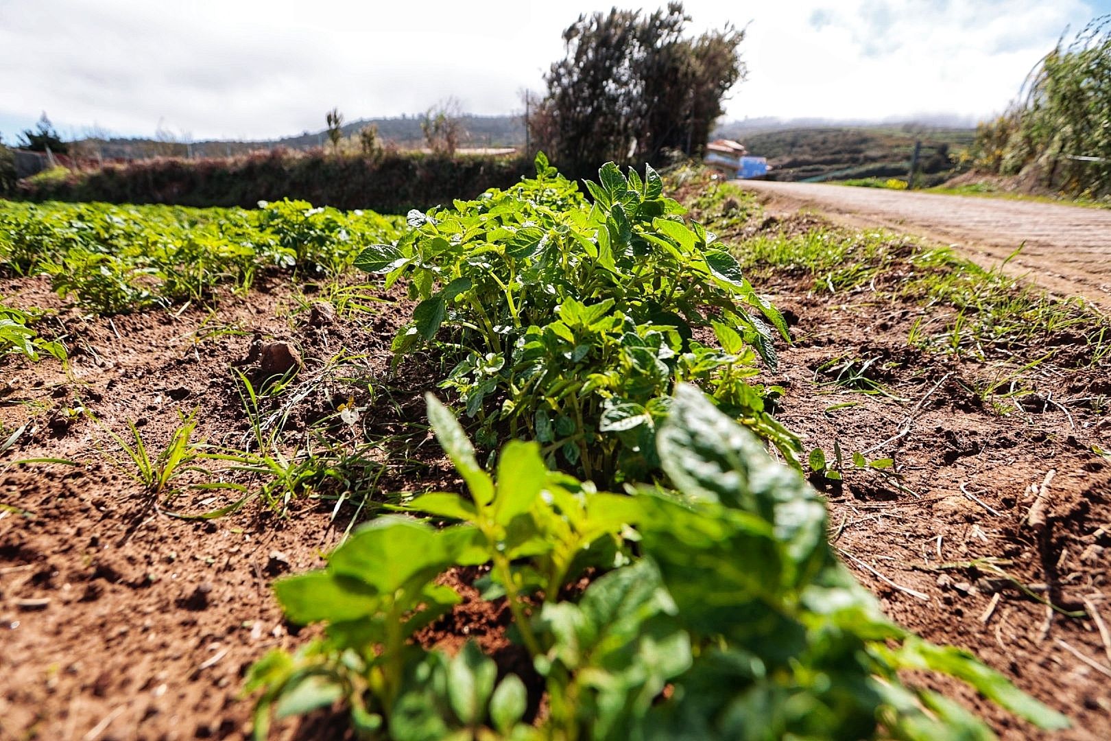 Reportaje sobre los productores de papa bonita en Icod el Alto