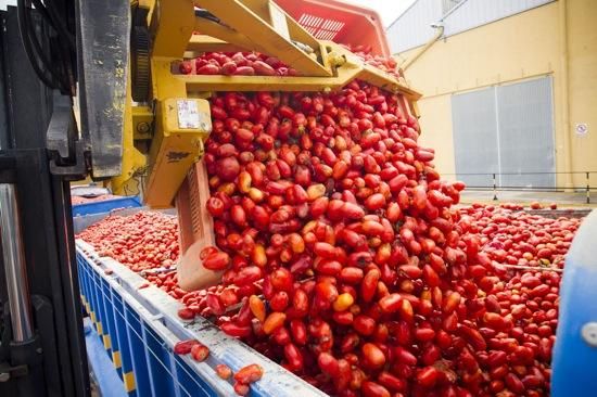 Impactants imatges de la Tomatina de Bunyol