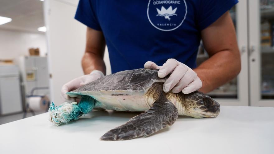 Una familia salva una tortuga marina en peligro crítico de extinción en Orpesa