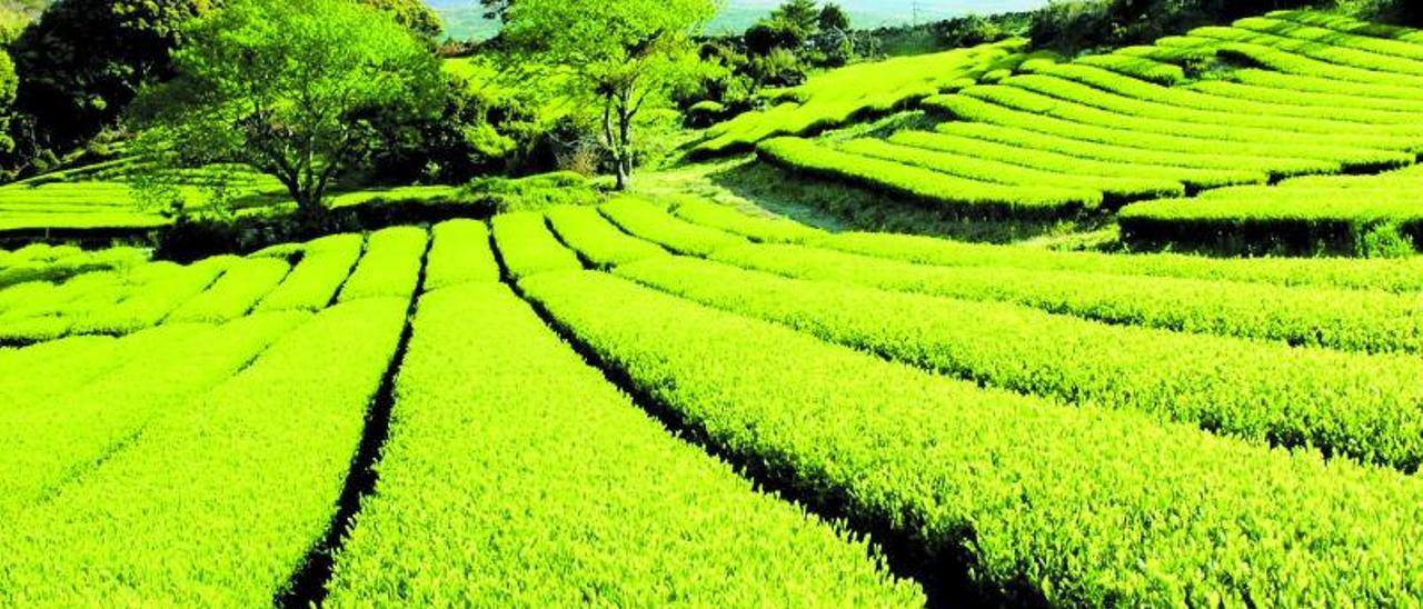 Imagen de las plantaciones de té verde que rodean al Tea Stone.