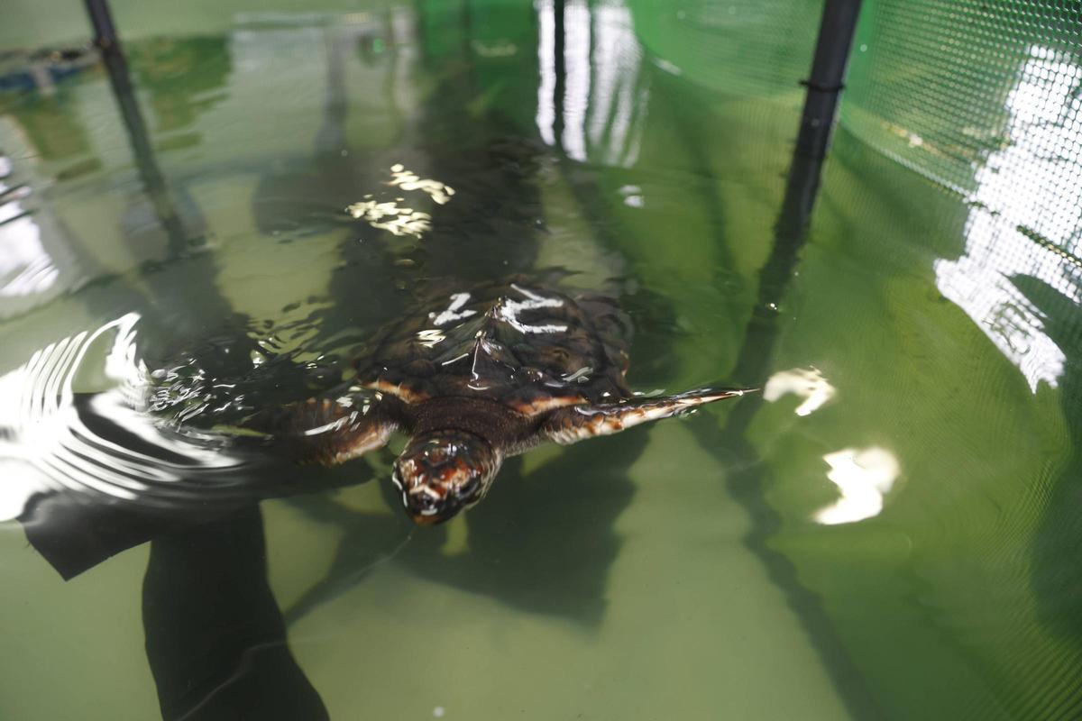 Las tortugas del Acuario de Gijón pegan el estirón