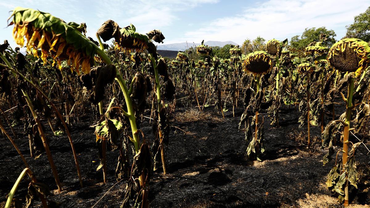 Un campo de girasoles arrasados por el fuego tras el incendio forestal del Moncayo.