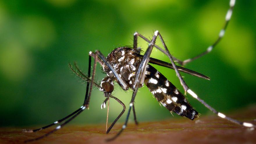 El mosquito tigre, portador del dengue // FARO