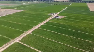 El sector arrocero extremeño está al límite: "Se avecina una catástrofe"