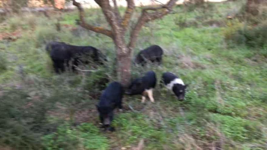 Los cerdos vietnamitas invaden el Saladar de Xàbia y entran en los chalés