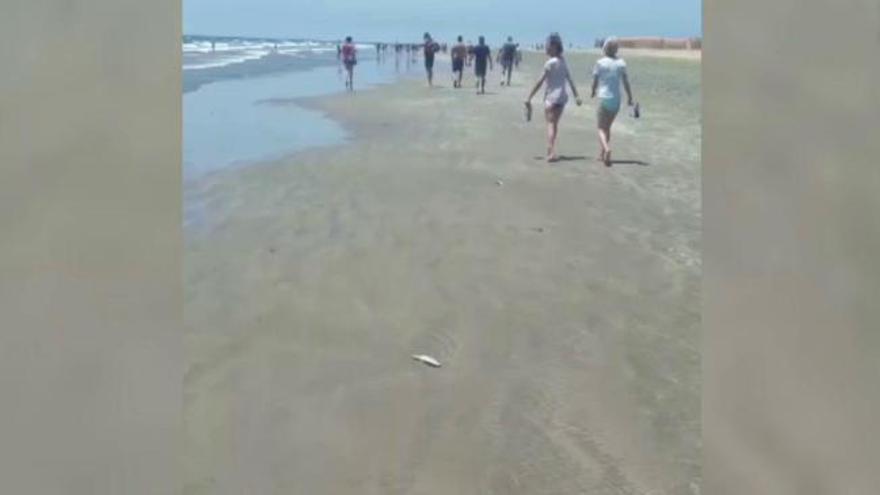 Peces muertos en la orilla de Playa del Inglés